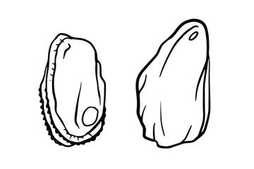 Mussel graphic illustration, great for seafood menus, recipe books, culinary labels, food packaging, educational materials, or coastal theme designs.