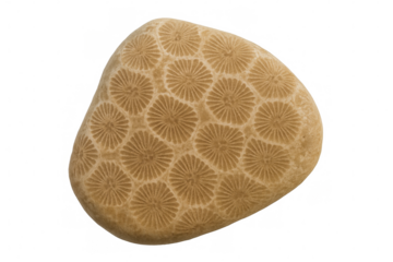 Close-up of a petoskey stone revealing intricate fossilized coral patterns, isolated on a transparent background