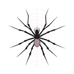 Spider Orb Web Nature Vector Art