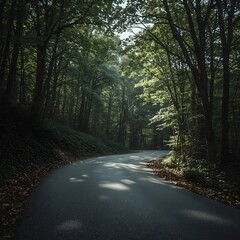 Fototapeta premium road in the forest