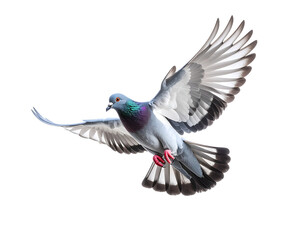 Flying pigeon stock photo: close up of a pigeon in flight against a black background in full wing span png isolated on transparent packground