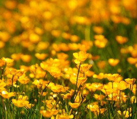 field of yellow flowers