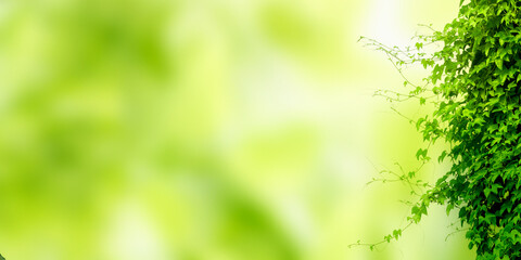 Luminous blurred design, green summer design wallpaper, spring light green blur background