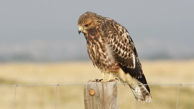An immature hawk looks for a meal while on a fence post in beautiful morning light 
