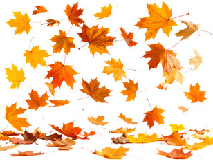Falling autumn leaves background image for seasonal designs and creative projects use free download png isolated on transparent packground