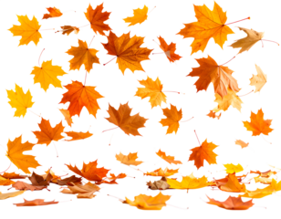 Falling autumn leaves background image for seasonal designs and creative projects use free download png isolated on transparent packground