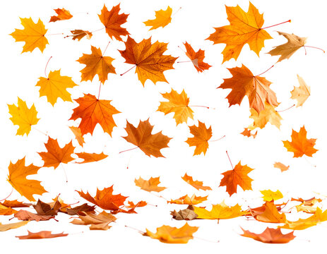 Falling autumn leaves background image for seasonal designs and creative projects use free download png isolated on transparent packground