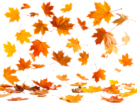 Falling autumn leaves background image for seasonal designs and creative projects use free download png isolated on transparent packground