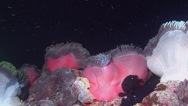 Observe the vibrant colors of a sea anemone garden flourishing under the cover of darkness in the waters of the Maldives. A blenny fish hides amongst the waving tentacles.
