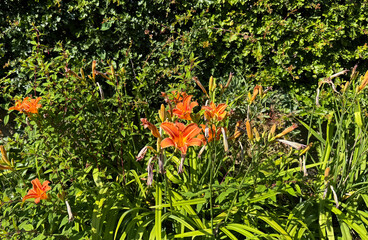 Vivid orange lilies burst through lush greenery, glowing in sunlight against a dense, verdant...