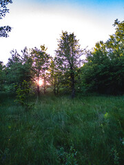 The sun sets behind the trees against the evening sky, filling the forest clearing with soft light.