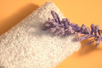 Lavender flowers on white minimalist background