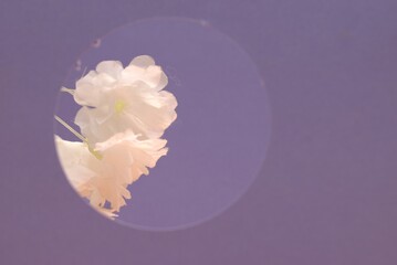 flores blancas en fondo lila