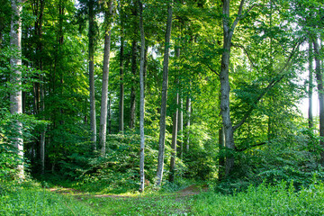 Part view of a green forest with hogh old trees and vegetation in central Europe