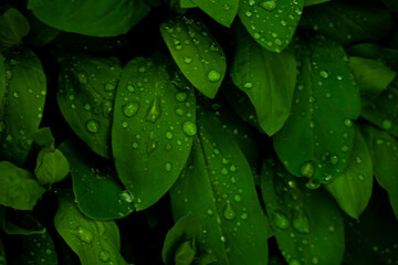 Fototapeta premium Rain Drops Drip Down Deep Green Leaves