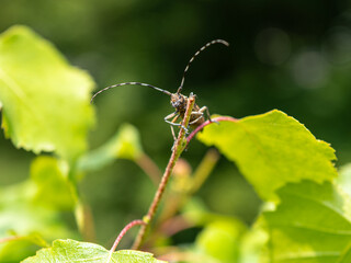 Saperda carcharis, longhorn beetle in brown colour and long antennas macro looking at the camera