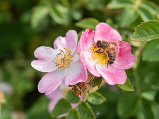 Small pink roes with green leaves and a bee