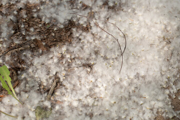 Poplar fluff on the streets of the city in hot weather during the summer.