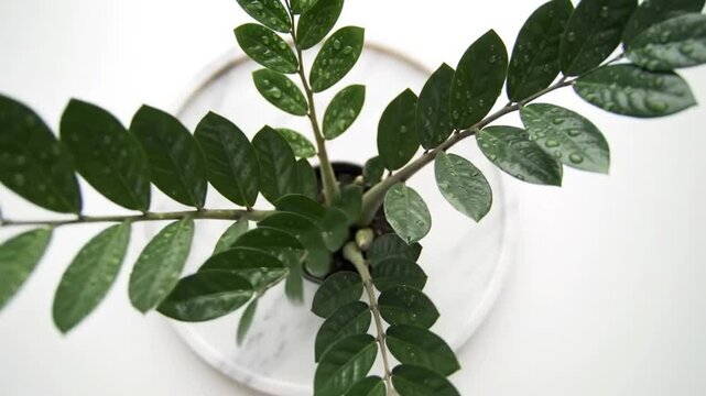 Lush Greenery Of A ZZ Plant On A Clean White Surface