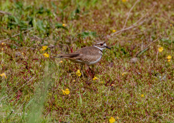 Killdeer