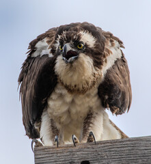 Osprey