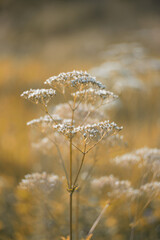 Kwiaty polne, letnia łąka z polnymi kwiatami, efekt bokeh, przyroda i jej elementy, puste miejsce na tekst, życzenia, część projektu	