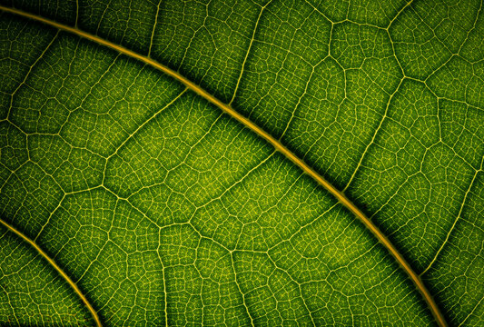 Fototapeta Green leaf texture & macro 
