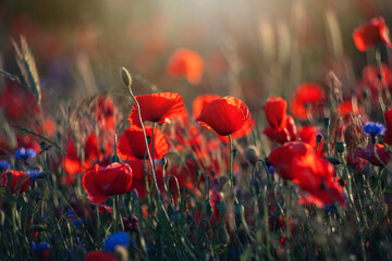 Kwiaty polne, czerwone maki, letnia polana, kolor - czerwień, efekt bokeh. Tło kwiatowe lub ozdoba, dekoracja, tapeta do projektu © anettastar