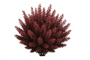 Reddish japanese barberry shrub with vibrant foliage, showcasing ornamental design potential against clean transparent backdrop