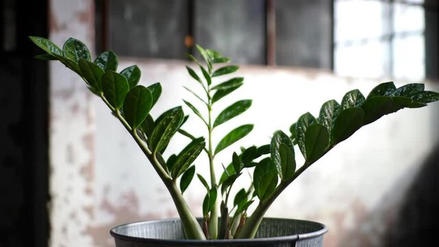 Zamioculcas Zamiifolia Plant Against A Window Light And Shadow In Metallic Pot