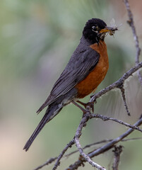 Robin having a snack