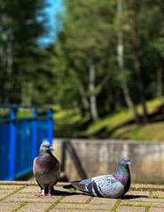 a pair of doves for happiness