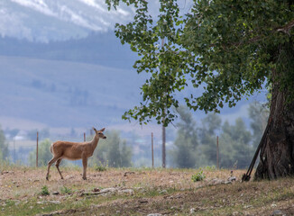 Deer in landscape