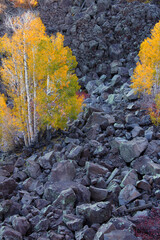 Aspens grow amongst boulders at Lava Point of Zion National Park Utah