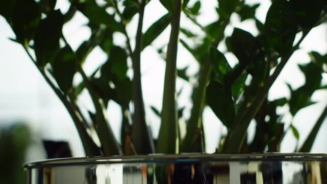 Serene Greenery Indoor Plant Against Bright Window Light Background