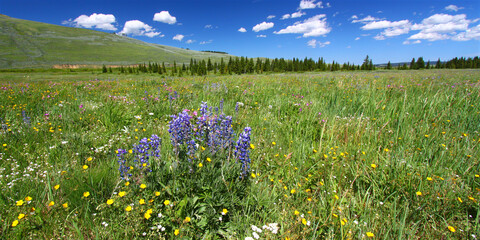 Bighorn National Forest Wildflowers
