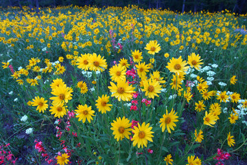 Bright wildflowers in a meadow of Grand Teton National Park in Wyoming