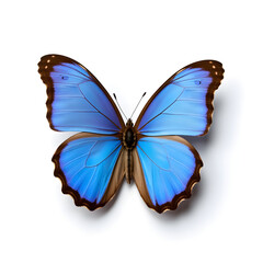 Fototapeta premium blue butterfly, centered on a clean white background, detailed wings, high contrast, 4k resolution