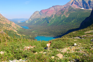 Bighorn sheep (Ovis canadensis) graze near Grinnell Lake in Glacier National Park of Montana
