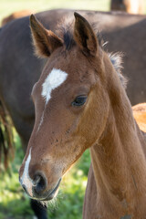 Obraz premium Close-Up Portrait of a Young Brown Foal with White Star Marking on Forehead in Sunlight