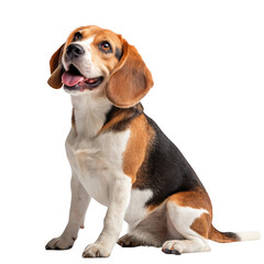 Adorable beagle dog sitting on black background