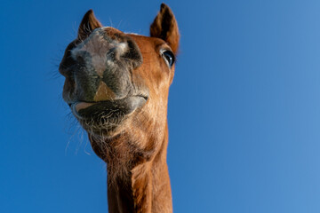 Low-Angle Close-Up of Foal Muzzle and Chin Whiskers against Clear Blue Sky