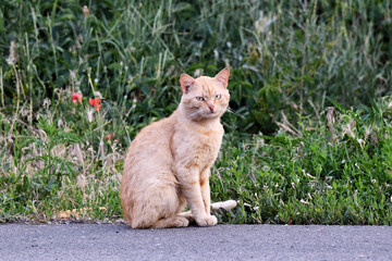 cat taking a selfie among stones