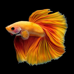 The beautiful moving moment of yellow half moon siamese betta fish or dumbo betta splendens fighting fish in thailand on isolated black background. Thailand called Pla-kad or big ear fish