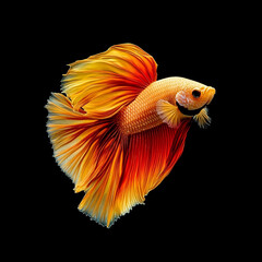The beautiful moving moment of yellow half moon siamese betta fish or dumbo betta splendens fighting fish in thailand on isolated black background. Thailand called Pla-kad or big ear fish