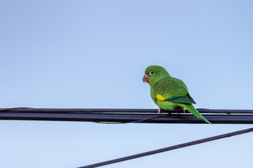 Yellow chevroned Parakeet (Brotogeris chiriri) perched on a power line with a blue sky in the background.