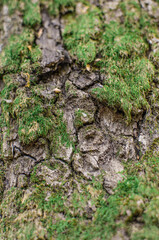 moss on tree
