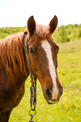 horse in the field