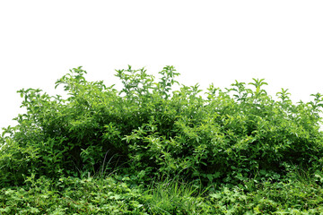 Fototapeta premium Lush green foliage bush plants nature background image wild park grass on transparent background