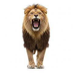 Obraz premium roaring lion front view isolated on white background